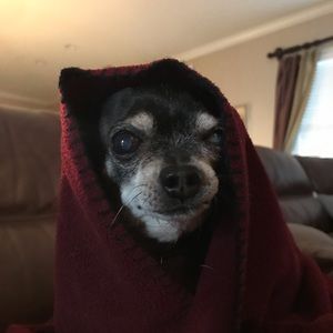 Meet your Posher, Allison